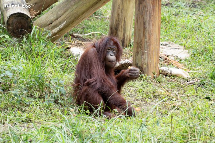 臺北市立動物園勇奪雙獎！「狐猴塗抹替代物」創意奪冠，以行為豐富化設計提升動物福祉